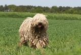 KOMONDOR 009